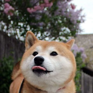 Good Boy One
