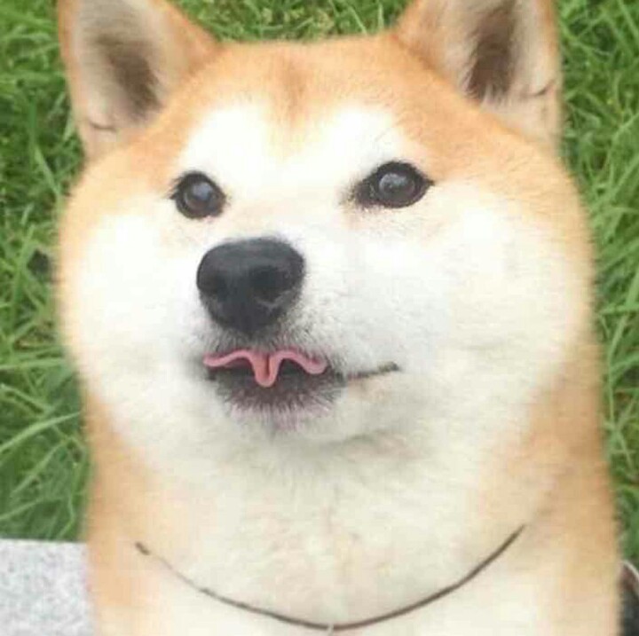 Good Boy 3