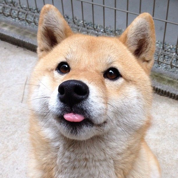 Good Boy 2